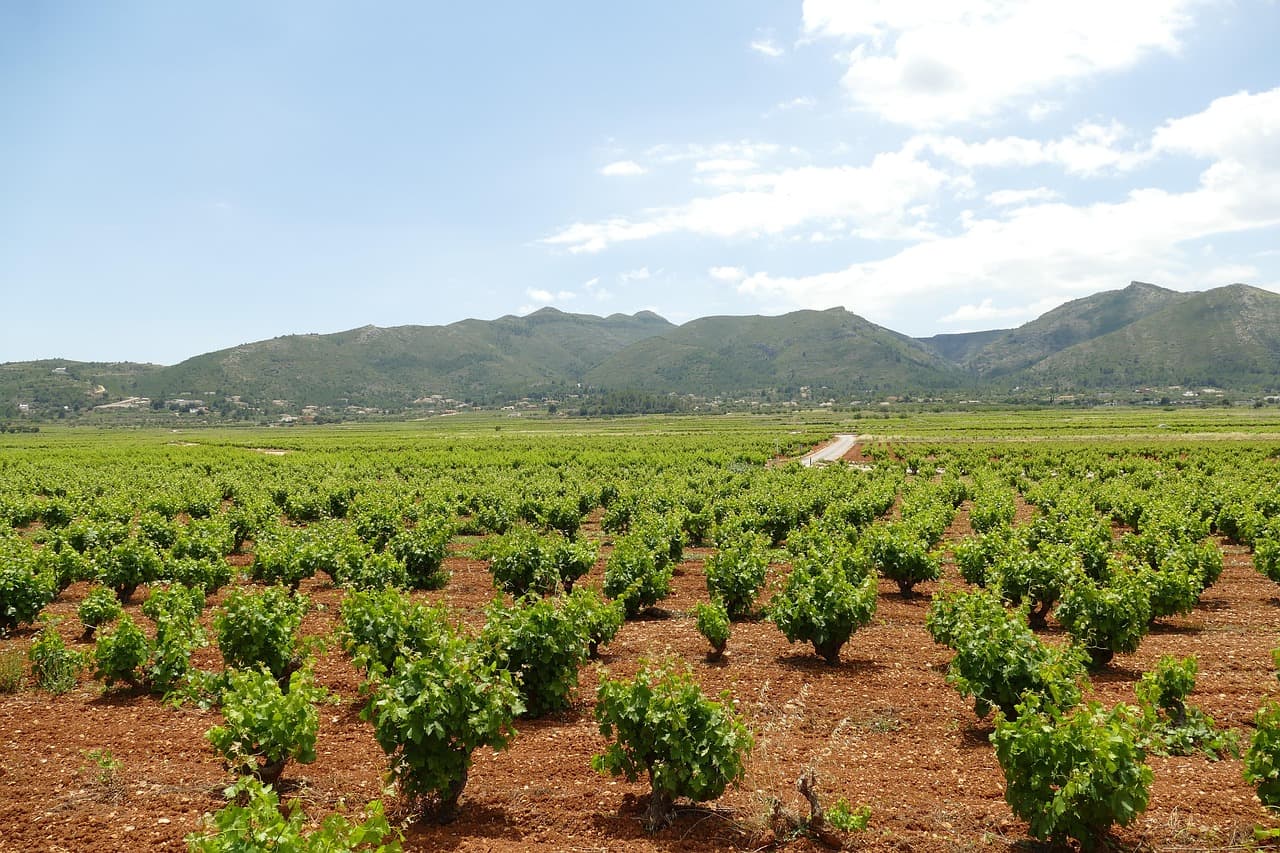Racimos de uvas en una vid, en la sala de chat de Xaló