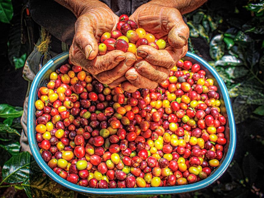 Un cuenco con frutos de café frescos, en el chat de Belalcázar