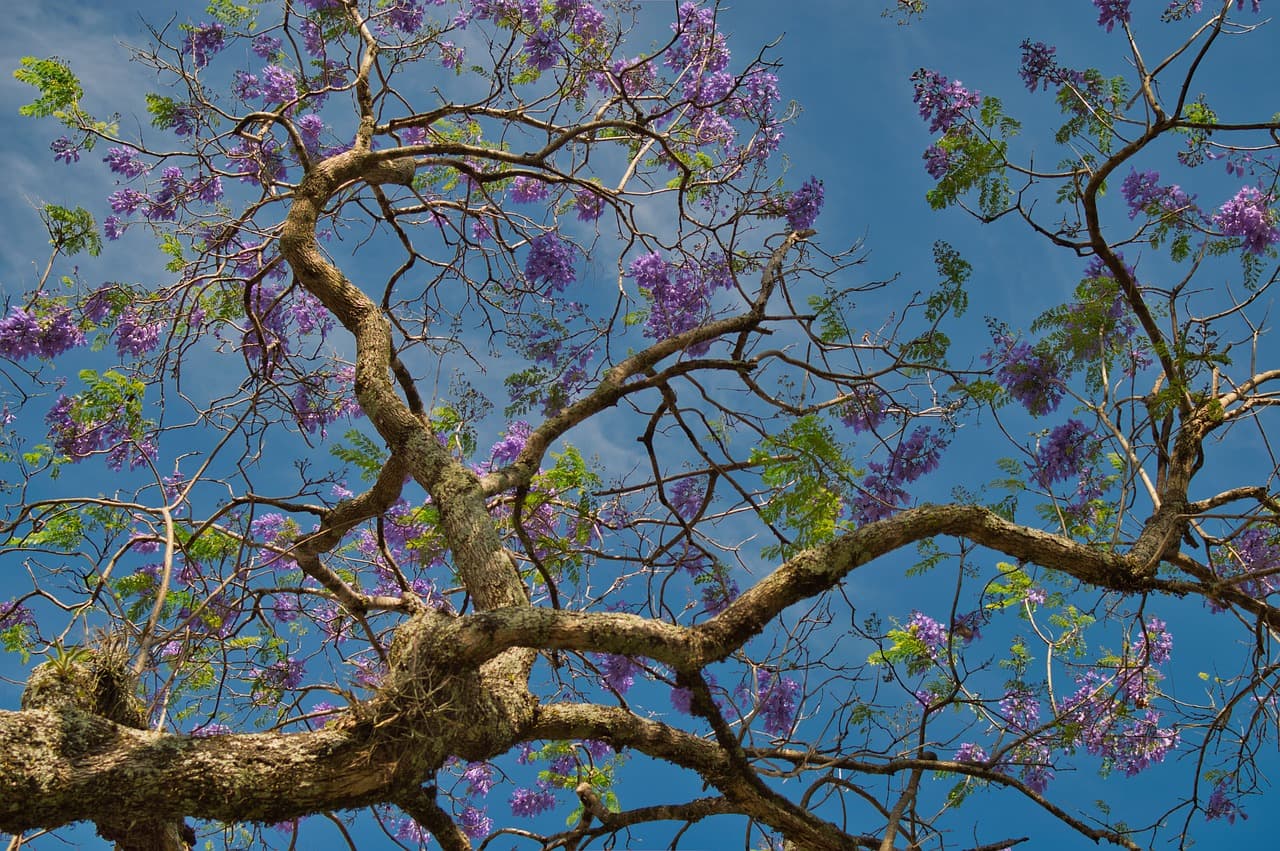 Ramas y troncos de árboles en la naturaleza, en el chat de Coto Brus