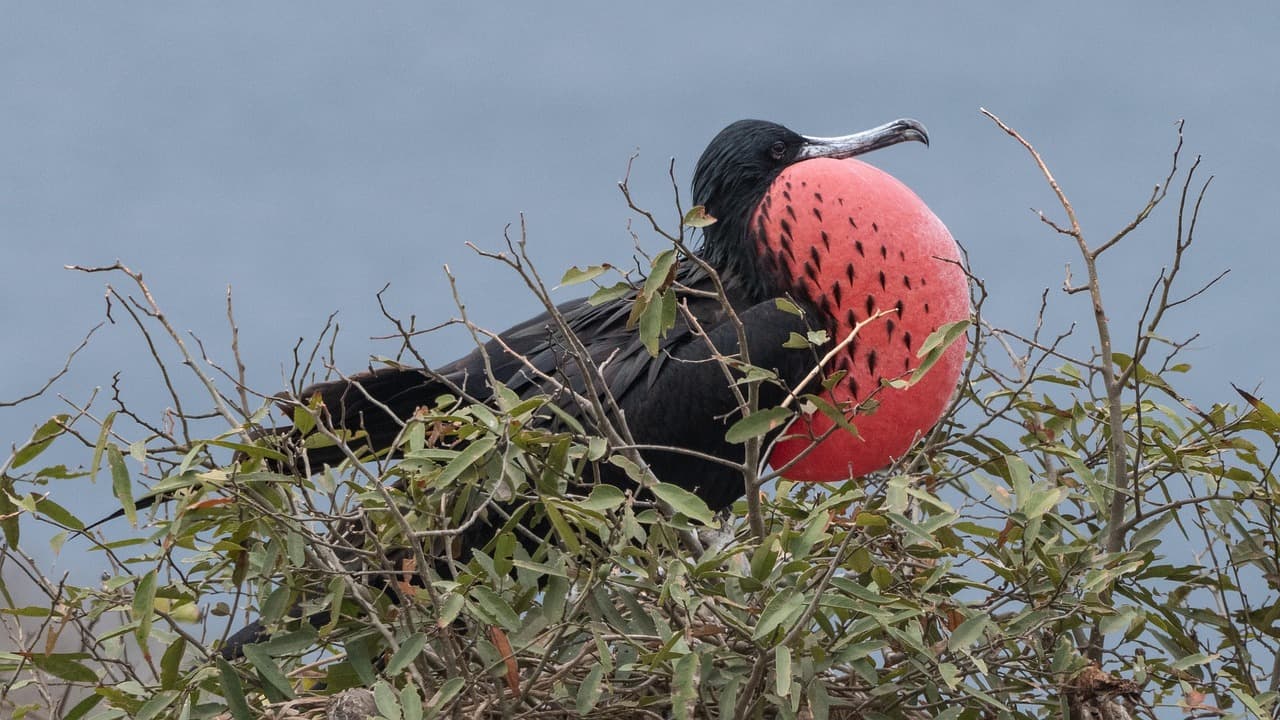 Fragatas, aves marinas, en Ecuador, en el chat de La Concordia