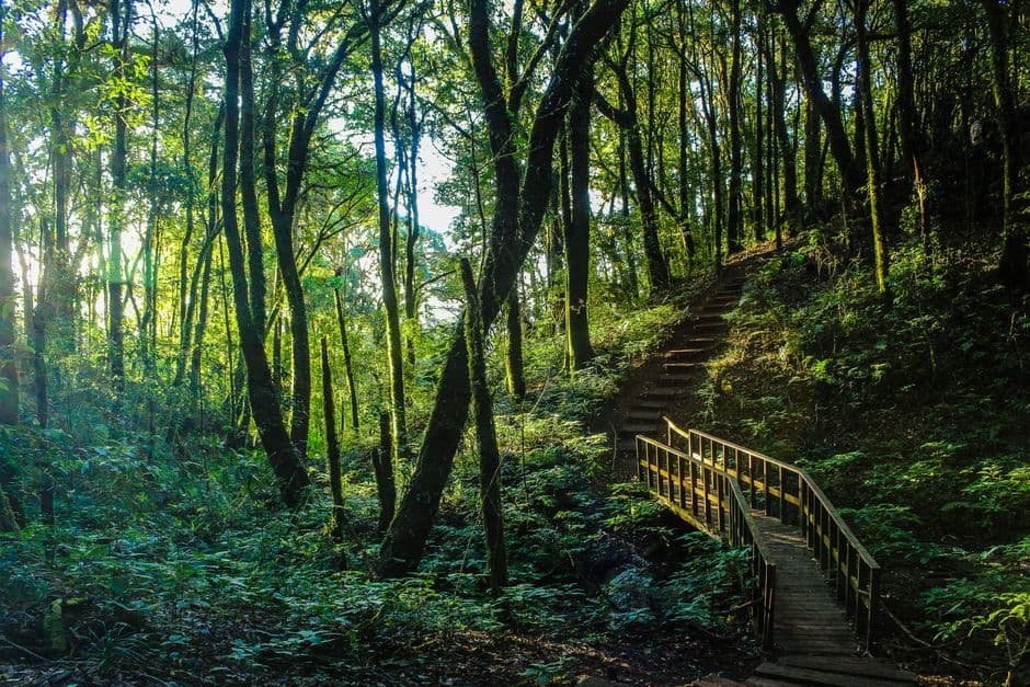 Escalera marrón entre los árboles, en el chat de Silva