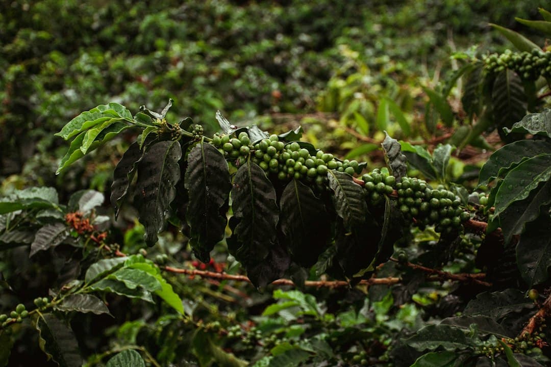 Granos de café colgando de un árbol bajo el cielo, en el chat de Buenavista