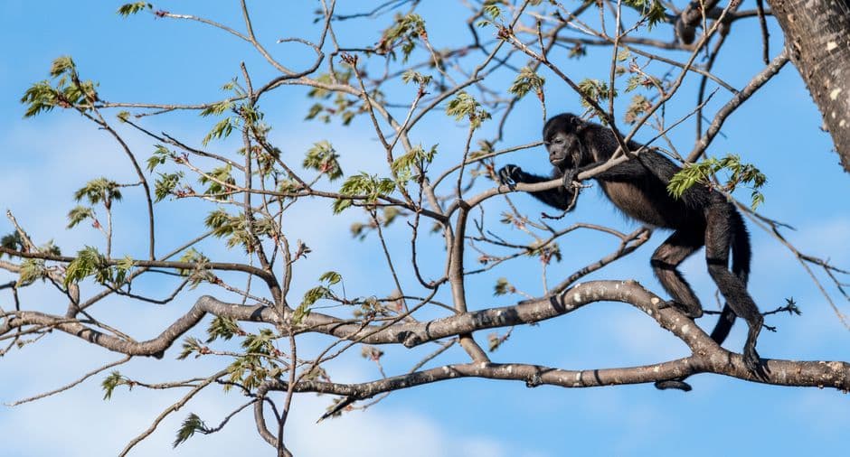 Mono negro posado sobre una rama de árbol, en el chat de Abangares