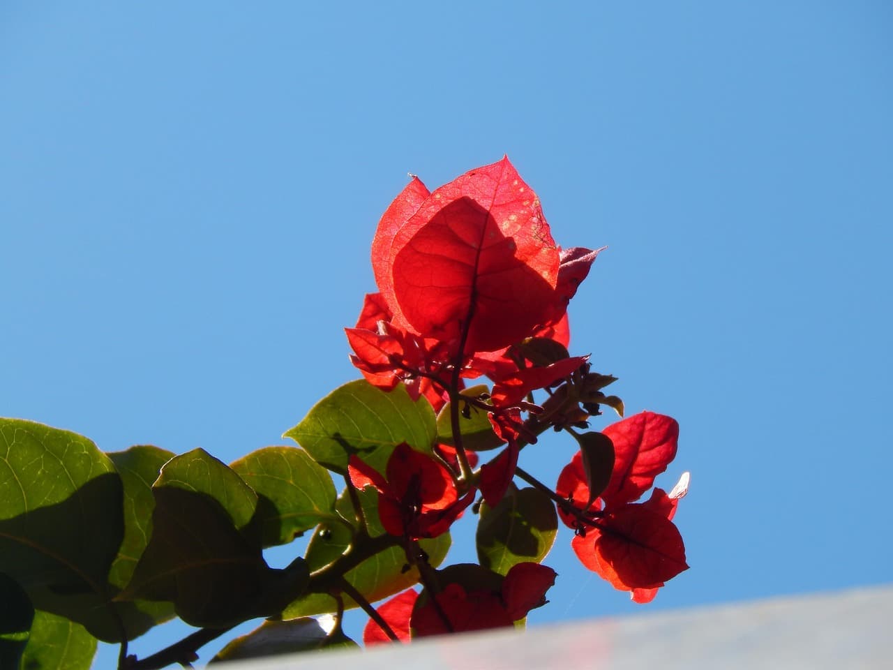 Enredadera con flores rojas sobre fondo verde, en la sala de chat de Santa Rita