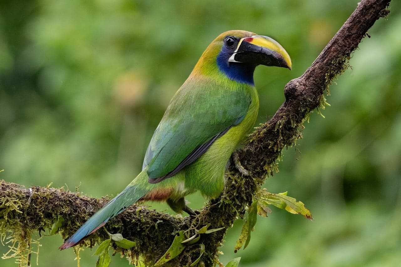 Toucanet de garganta azul posado sobre rama verde, en el chat de Alvarado