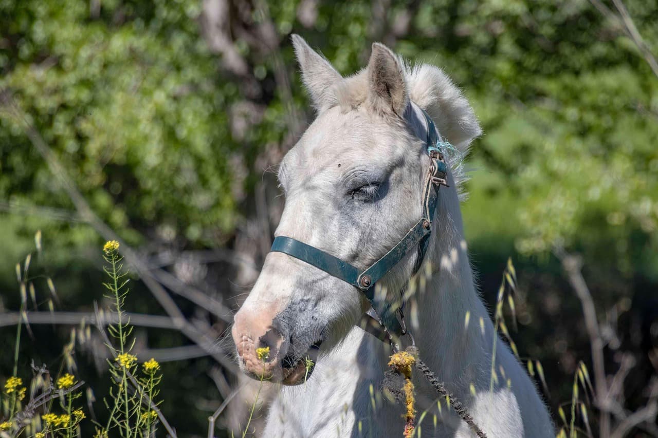 Un caballo blanco en un prado de pasto, en el chat de Albacete