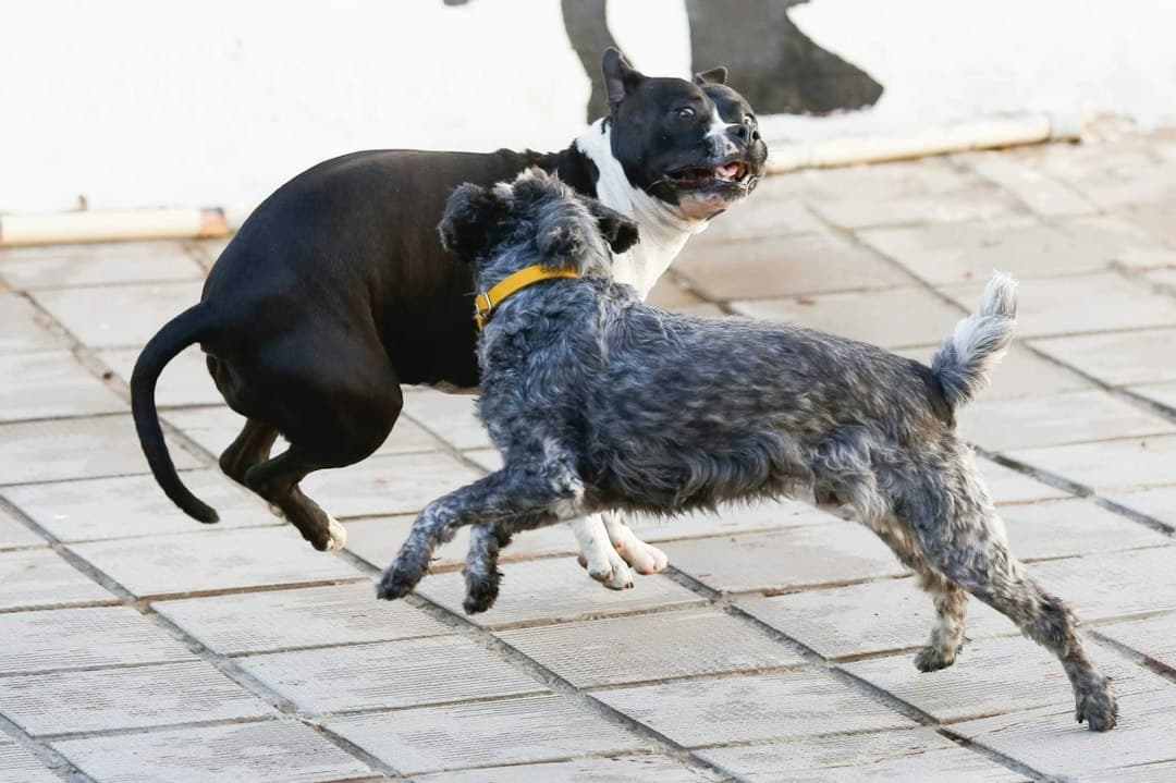 Varios perros corren y saltan alegremente sobre el césped, en la sala de chat de Salto