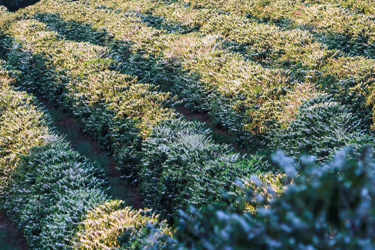 Plantación de café con flores, en el chat de Conselheiro Lafaiete