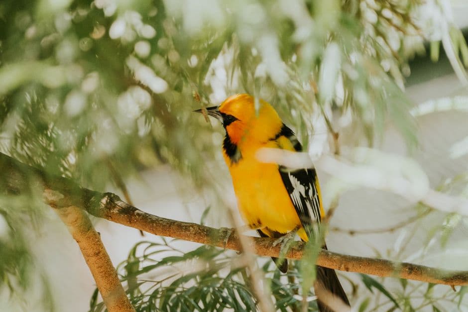 Oriole amarillo posado sobre una rama verde, en la sala de chat de Altamira