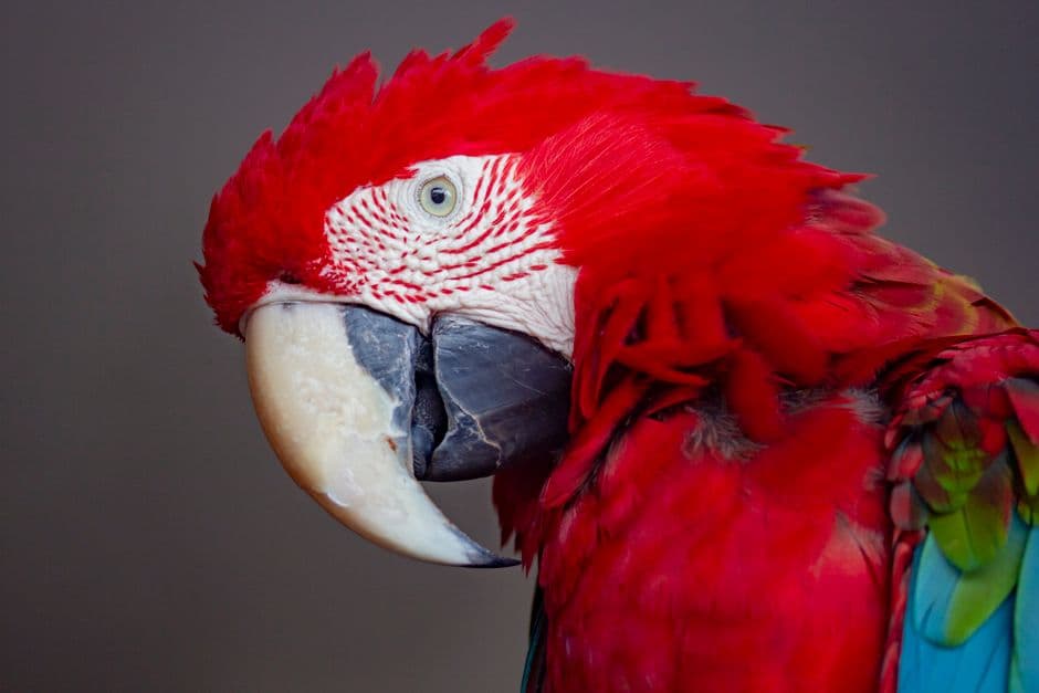 Loro multicolor con plumas rojas, azules y verdes posado sobre rama, en el chat de Araras