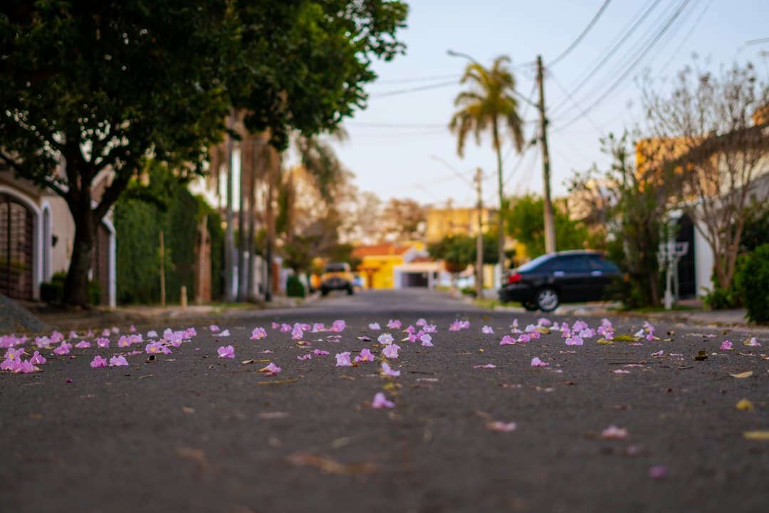 ramillete de flores caídas sobre el suelo, en el chat de Valinhos