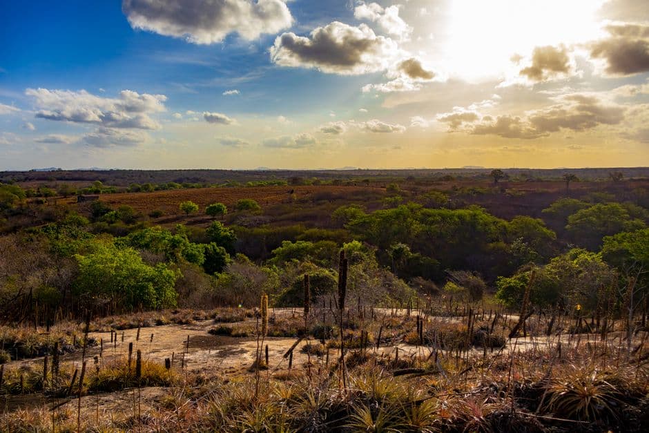 Paisaje sereno con cactus bajo un atardecer naranja, en el chat de Sertãozinho