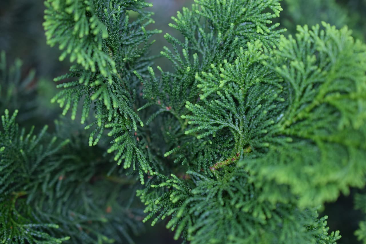 Árbol de hoja perenne, una pícea, en el chat de Vila Mariana