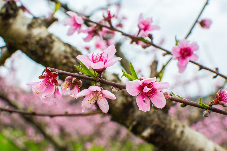 Ramas de durazno cubiertas de flores rosadas, en el chat de Bento Gonçalves