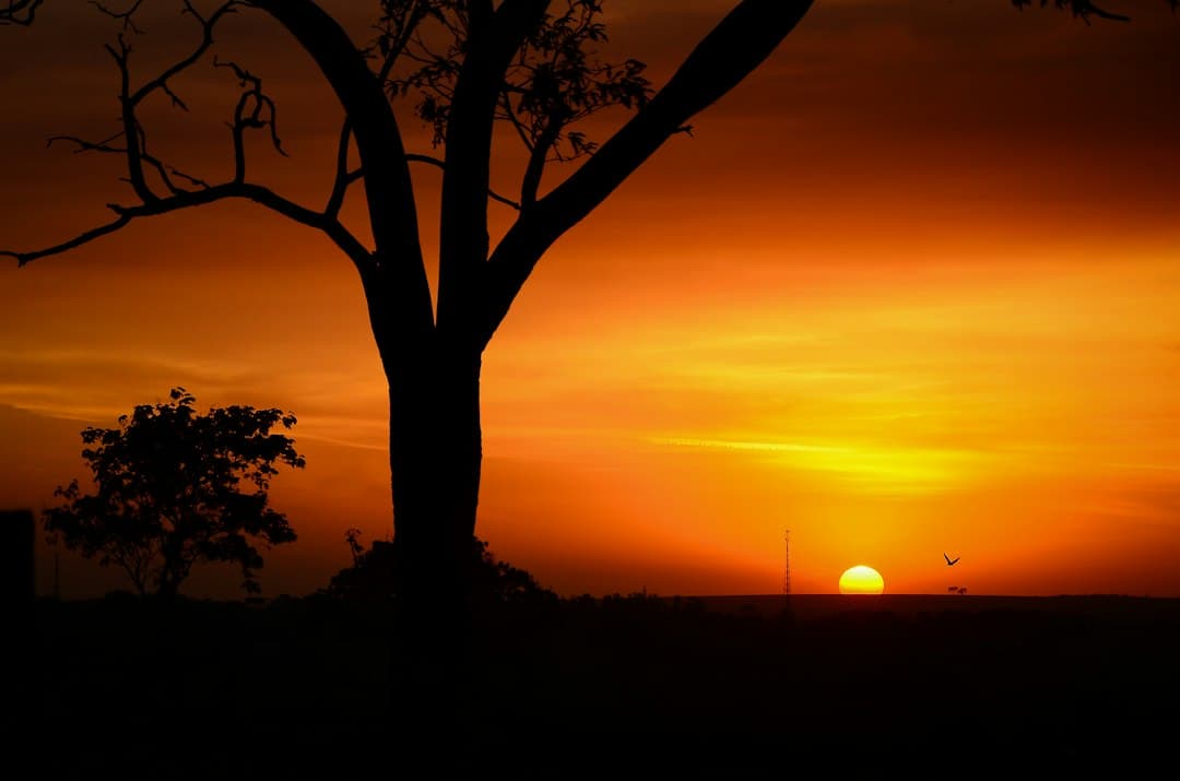 Árbol en silueta contra el cielo dorado del atardecer, en el chat de Barretos