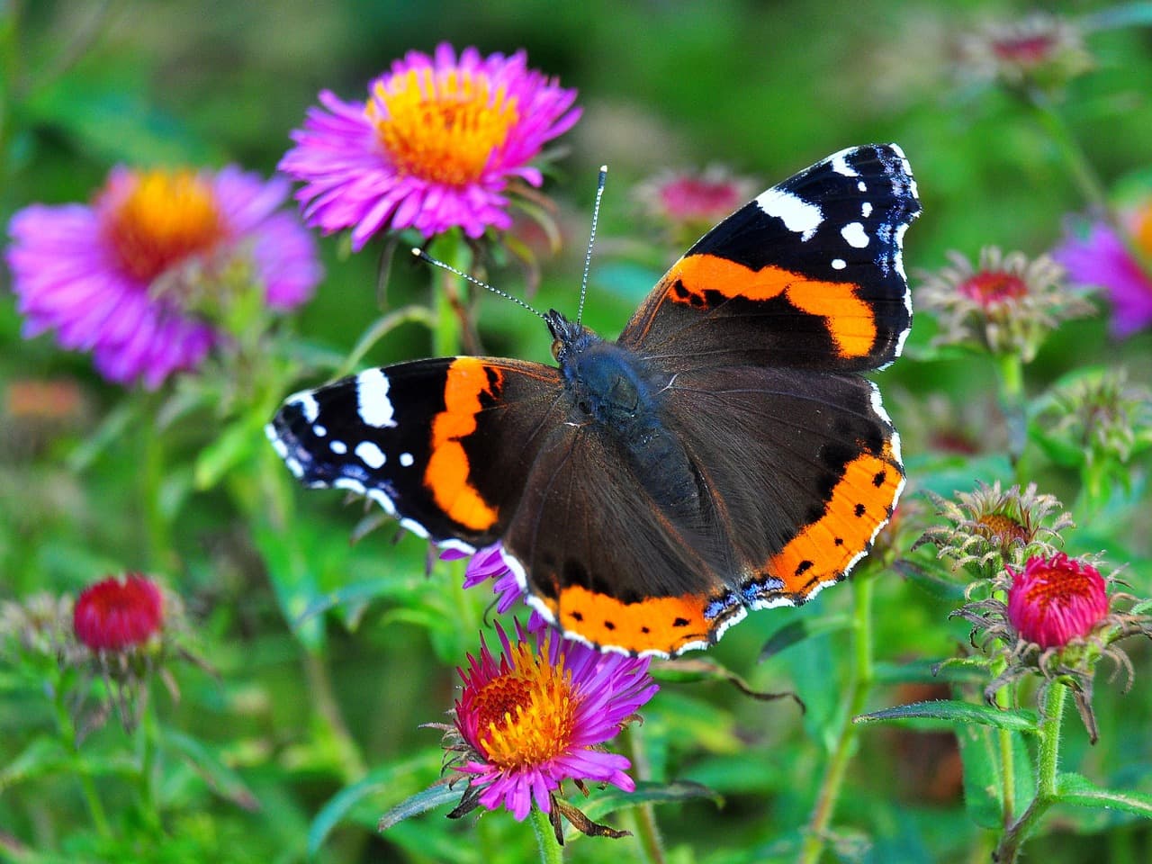 Mariposa, un insecto, en el chat de Almirante Tamandaré
