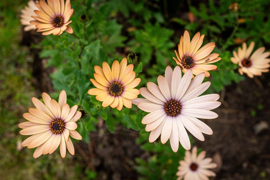 Flores coloridas en primer plano con fondo desenfocado, en el chat de Uruguayana
