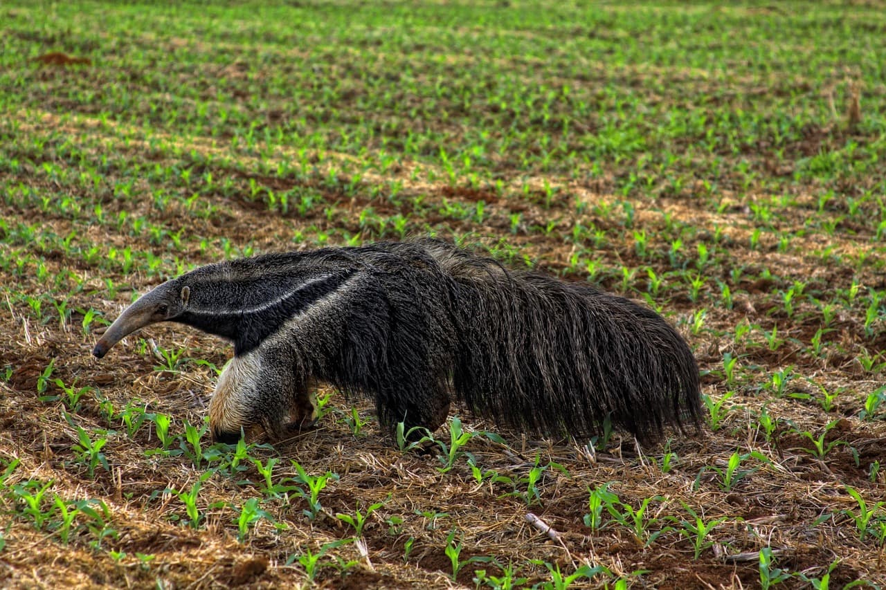 Oso hormiguero en el cerrado brasileño, en el chat de Itumbiara