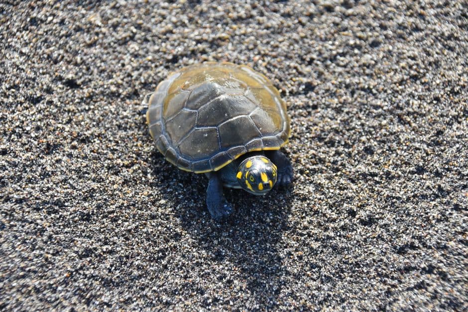 Primer plano de una tortuga de río de manchas amarillas, en el chat de Manacapuru