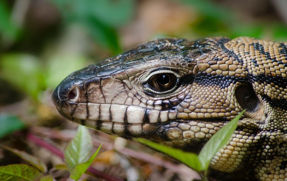 Lagarto overo juvenil naranja con manchas negras sobre rama, en el chat de Lagarto