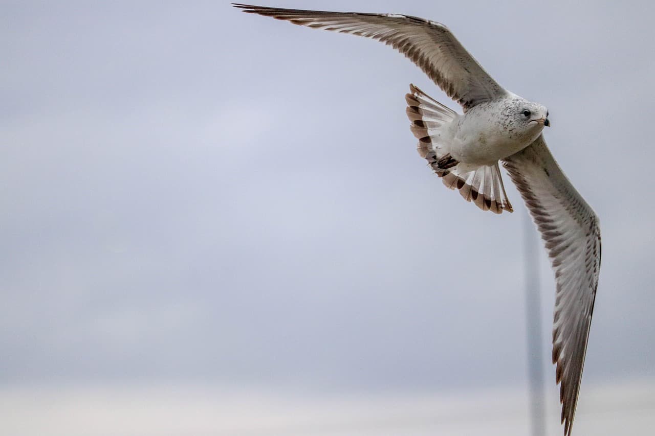Gaviota sobre el río bajo un cielo azul, en la sala de chat de Dayton