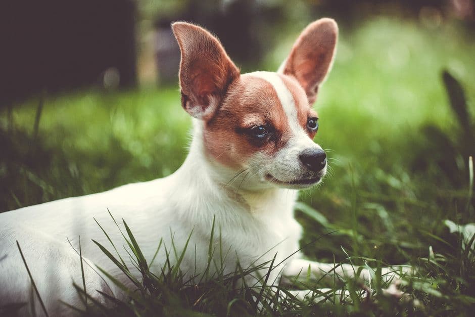 Perro pequeño de pelaje corto en el césped, en la sala de chat de Chihuahua