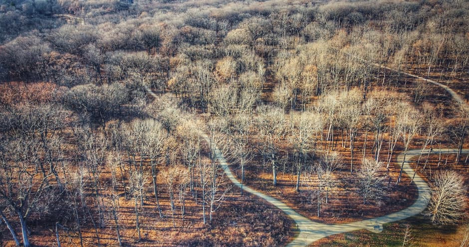Árboles sin hojas vistos desde arriba, en el chat de Schaumburg (condado de Cook, Illinois)