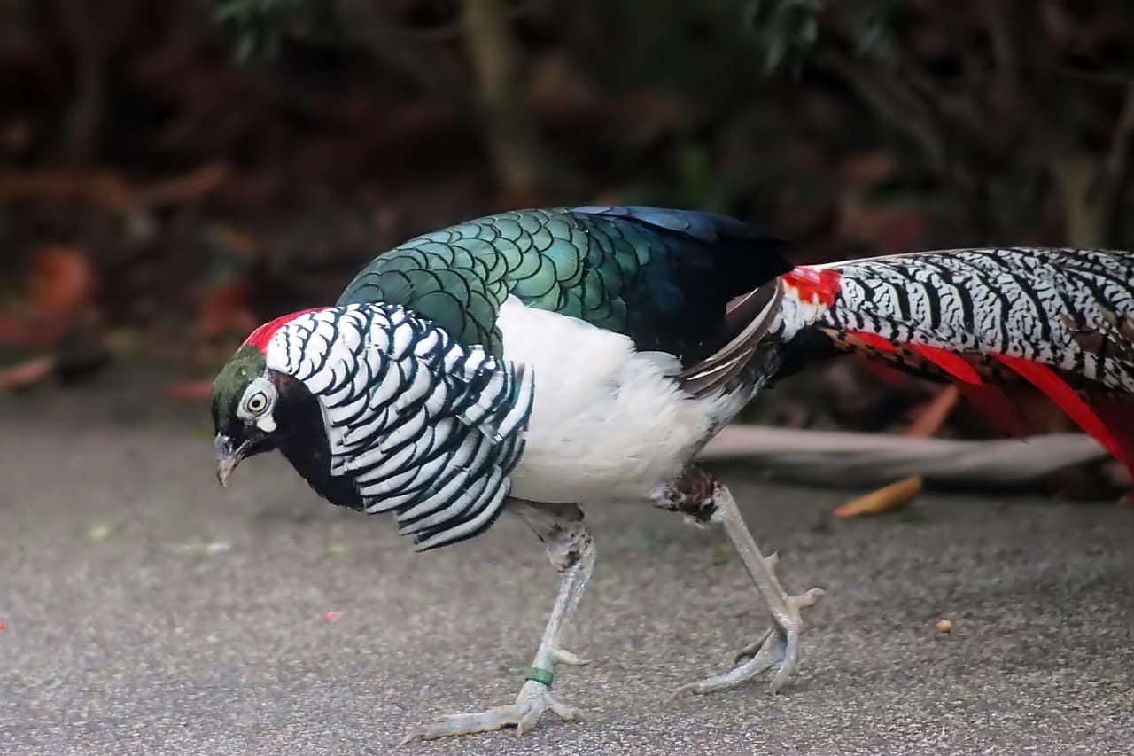 Un faisán macho de plumaje brillante posado en la hierba, en el chat de Amherst