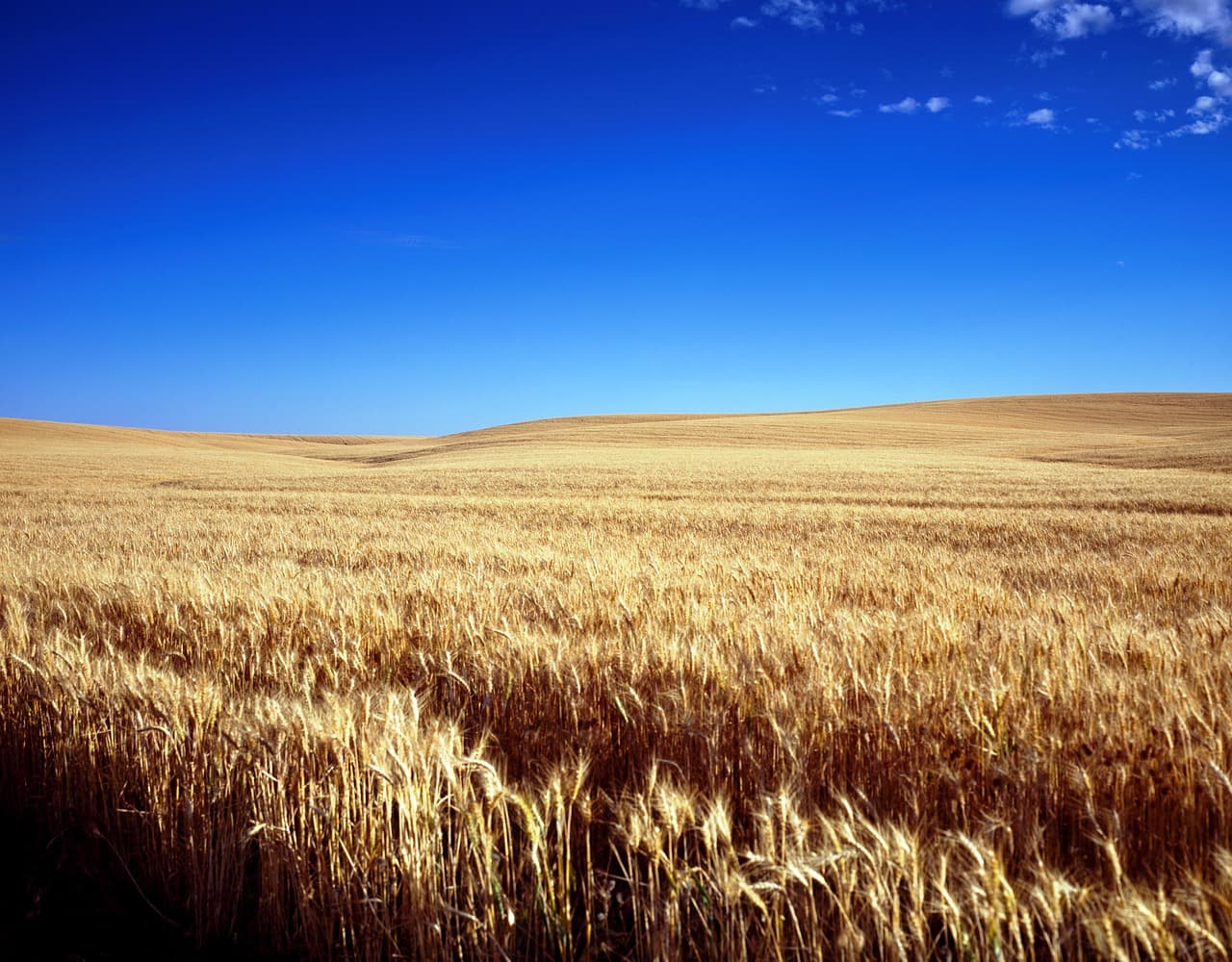 Campo de trigo y maíz, en el chat de Topeka