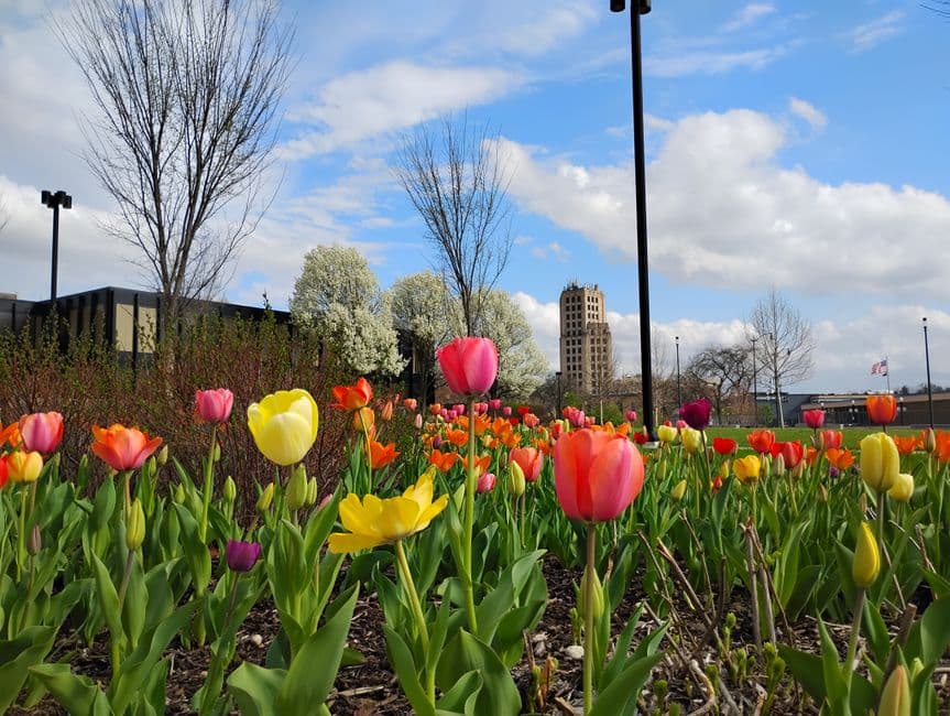 Tulipanes de colores brillantes alineados en un parque urbano, en el chat de Ann Arbor