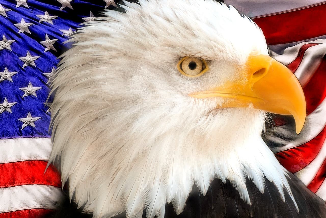 Águila y bandera estadounidense en julio, en el chat de Independence