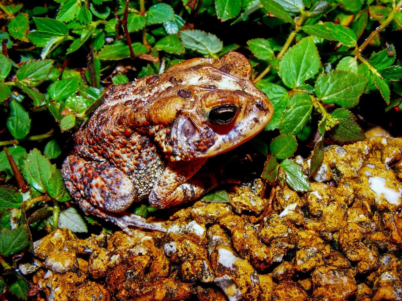 Sapo verde con manchas marrones sobre hoja húmeda, en la sala de chat de Lehigh Acres