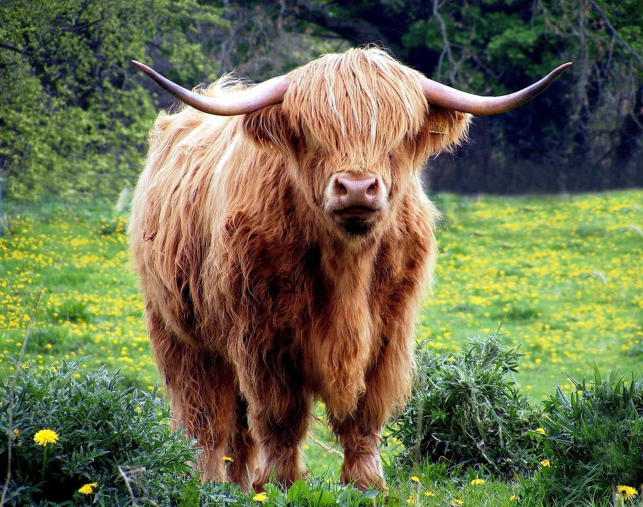 Una vaca pastando en un prado, en la sala de chat de Highlands Ranch