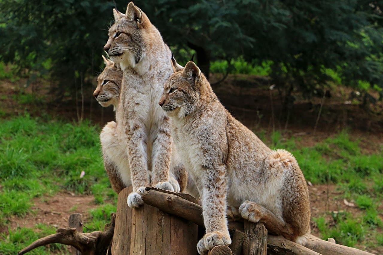 Animal salvaje en un zoológico, en el chat de Baruta