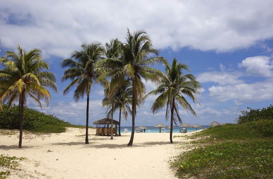 Palmeras en la playa, en el chat de Playa