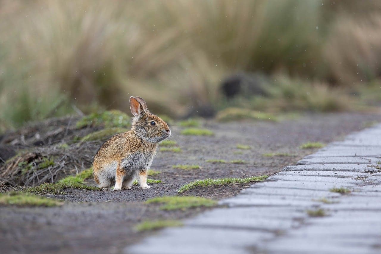 Conejo silvestre en el campo, en el chat de Quinindé