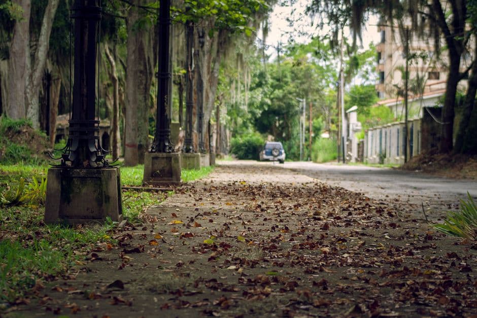 Hojas secas sobre una carretera de concreto, en el chat de Machiques