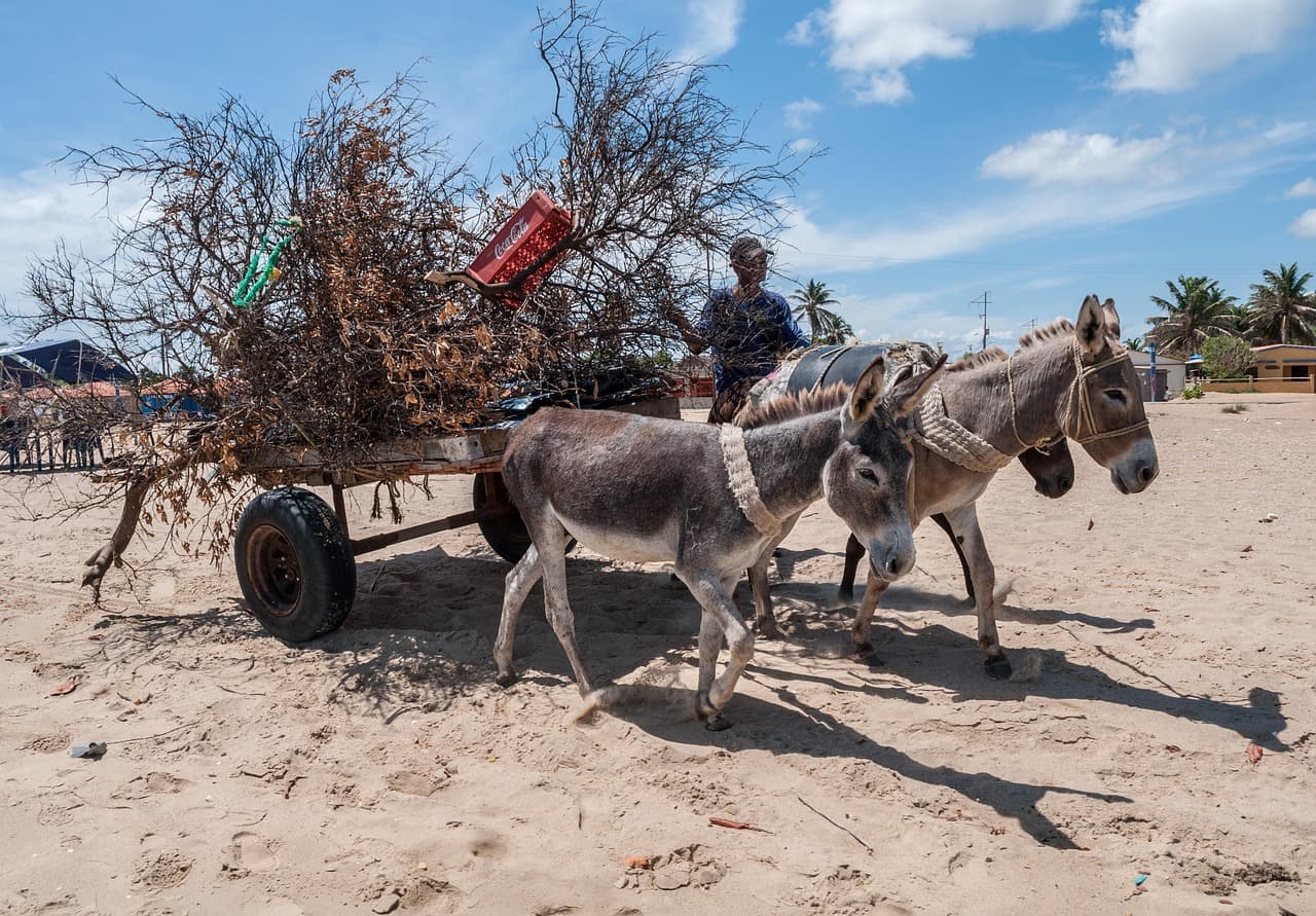 Hombre con un carro en una isla, en el chat de San Carlos