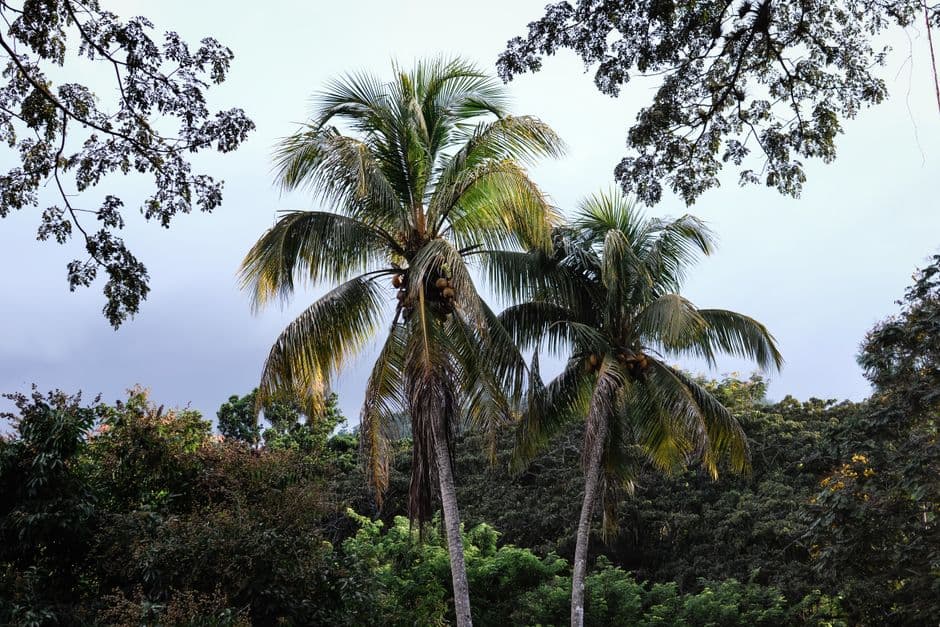 Cocoteros junto a otras plantas, en el chat de Palma Soriano