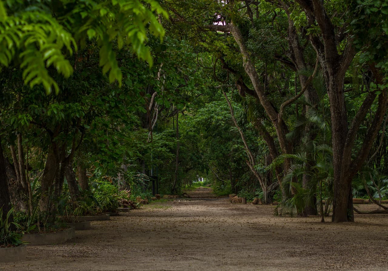 Parque con bosque y naturaleza, en el chat de Lossada
