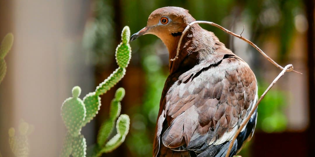 Pájaro posado en una rama junto a un cactus, en el chat de Catacamas