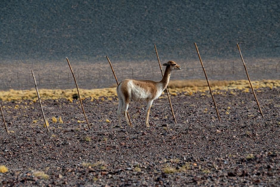 Vicuña en un paisaje andino con una cerca rústica, en el chat de Alto Hospicio