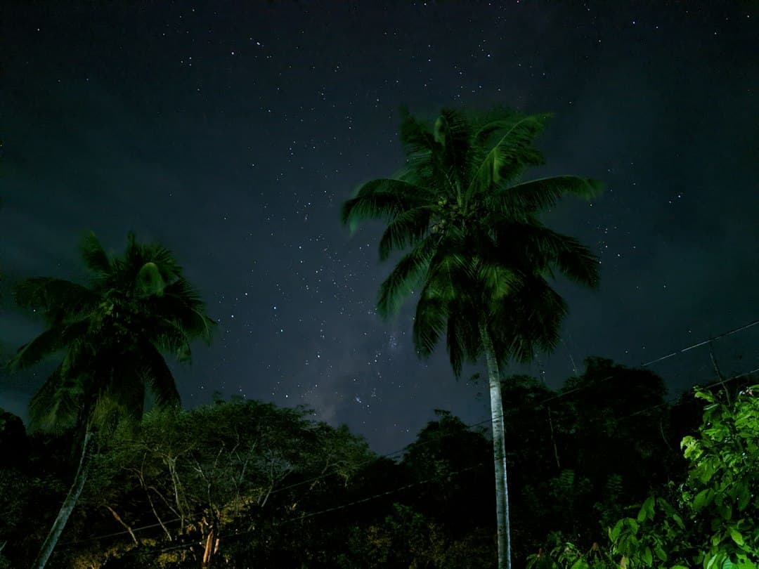 Grupo de palmeras de noche, en el chat de Morales