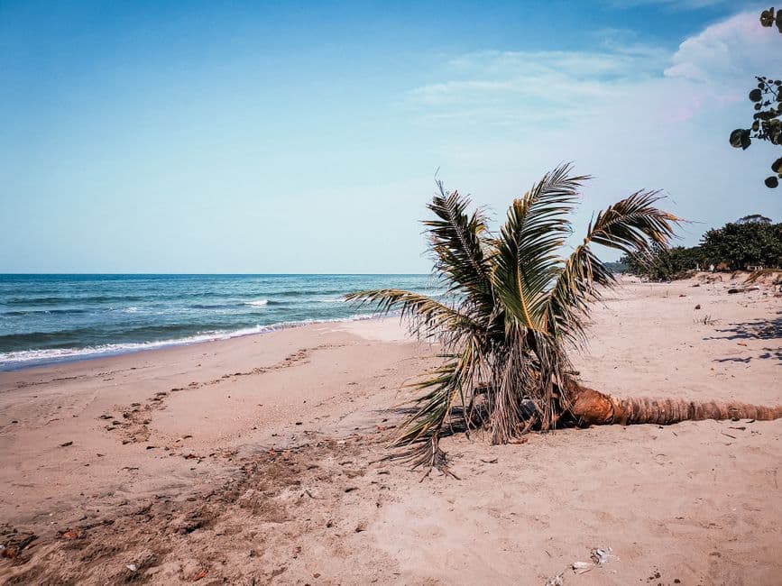 Palmera a la orilla del mar, en el chat de Olanchito
