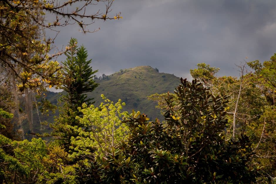 Montaña verde sobre los árboles, en el chat de Caucagua