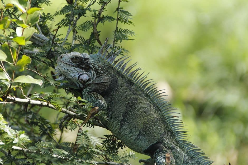 Iguana sobre una planta verde, en el chat de Miranda