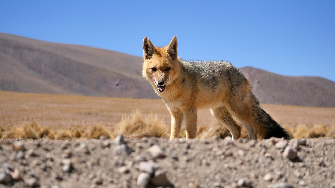 Zorro en un paisaje desértico de Bolivia, en el chat de Yacuiba