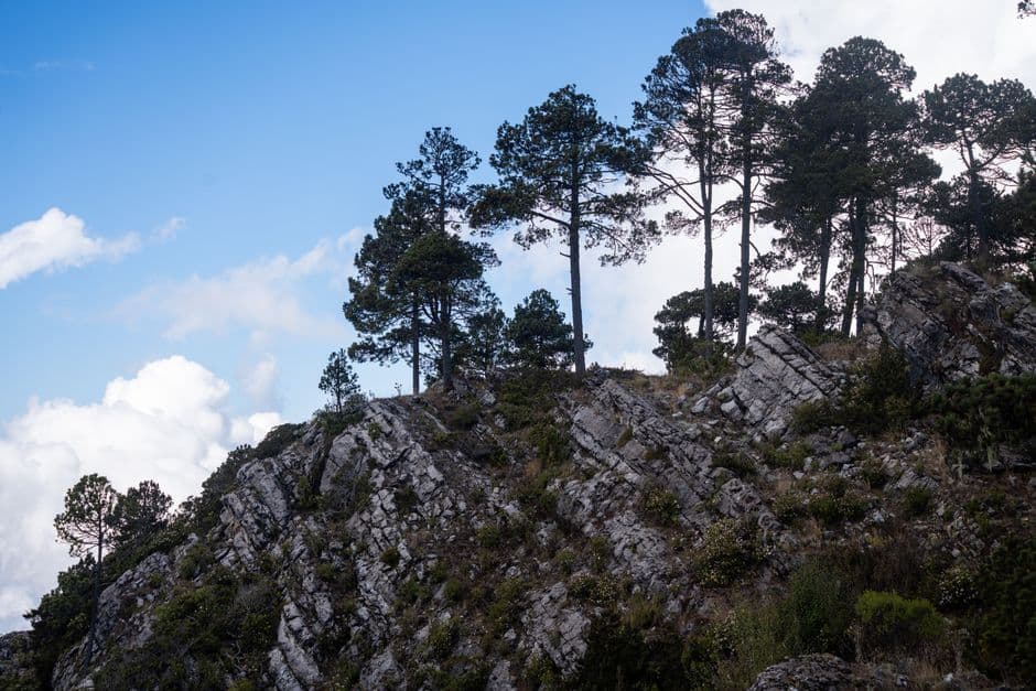 Pinos sobre una ladera rocosa, en el chat de Chiantla
