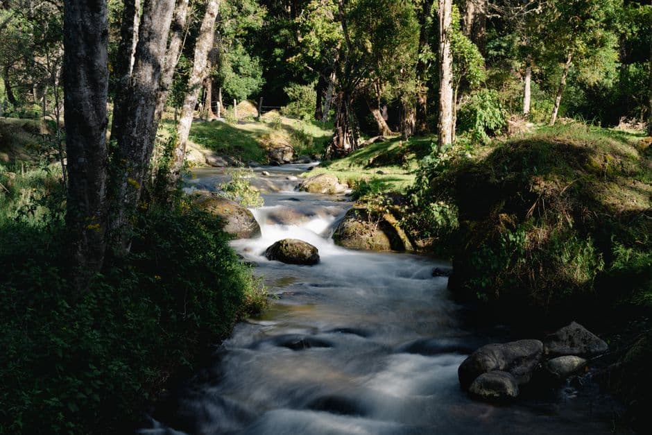 Río sereno en un frondoso bosque, en el chat de San Ramón