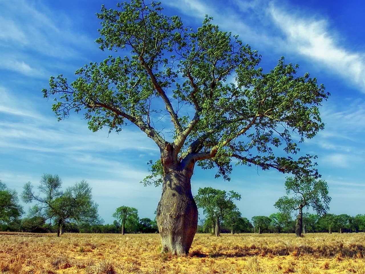 Ceiba y otros árboles en un paisaje, en el chat de Itauguá